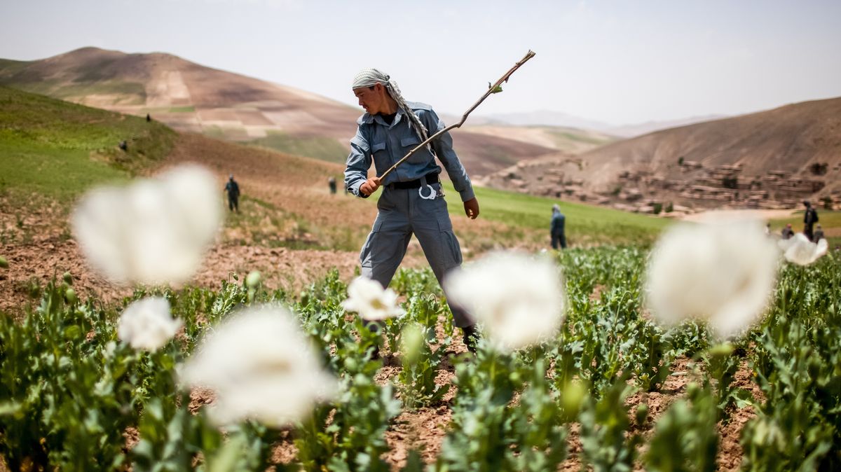 Tálibán hlásí vymýcení výroby opia. Není se z čeho radovat
